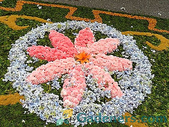 Elegantna gredica z gladioli: možnosti in pravila za združevanje