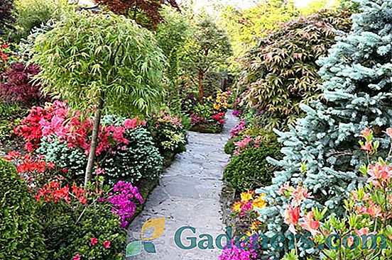 Цветна градина от непрекъснато цъфтеж от трайни насаждения: видове цветя и модели