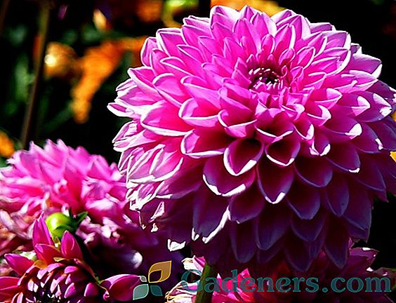 Iš kokių spalvų sukurti geriausią rudens gėlių paveikslėlį