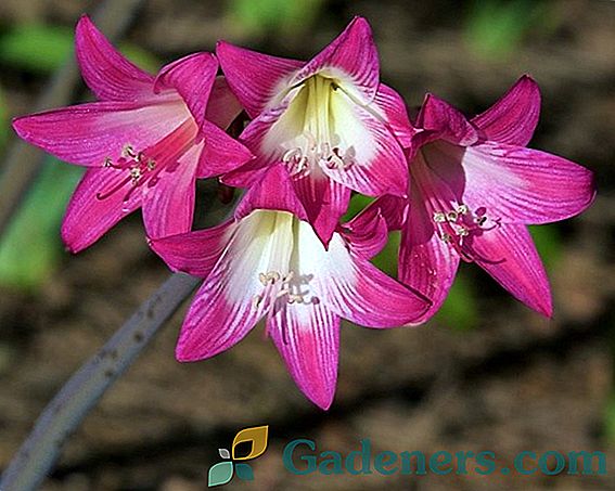 Amaryllis: audzēšanas un izmantošanas noteikumi ainavu dizains