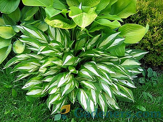 Листа Badan: красиво и лечебно растение на вашия сайт