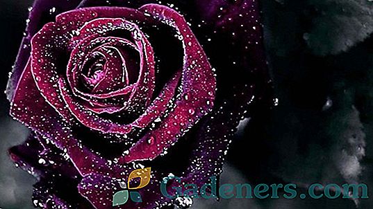 Juodosios rožės: geriausios veislės ir derliaus taisyklės su kitais sodo dekoro augalais