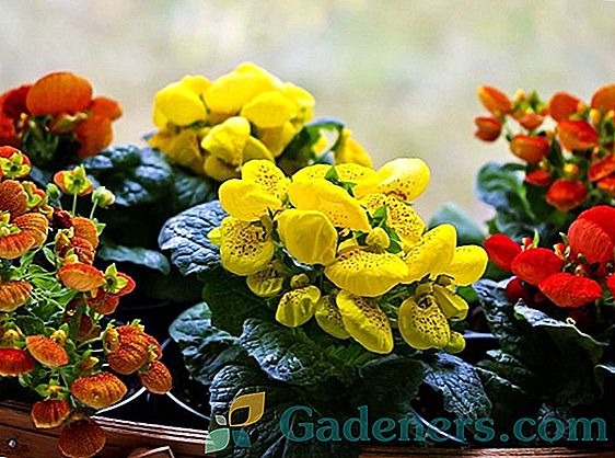 Calceolaria: audzēšanas, stādīšanas un kopšanas iezīmes