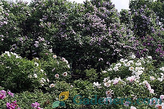 Camelia treelike градина: характеристика на растението, правилата за засаждане и грижи