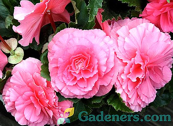 Camellia dārzā: aprūpes īpašības un lauku audzēšanas noteikumi