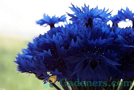 Cornflowers - ena najlepših rastlin na vašem vrtu