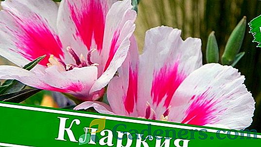 Pěstování elegantního květu clarkey: výsadba semen a řádná péče