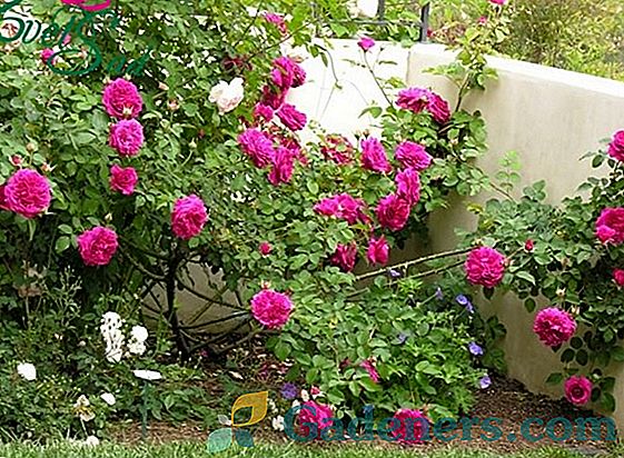 Опис троянди сорту Rose William Szekspir (Вільям Шекспір) і особливості вирощування рослини