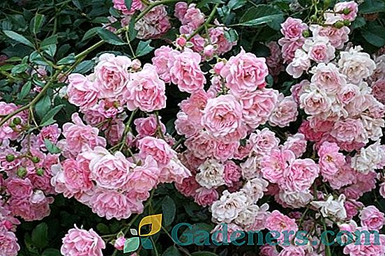 Skirtingos veislės antžeminės rožės: sodo karalienės auginimas ir priežiūra