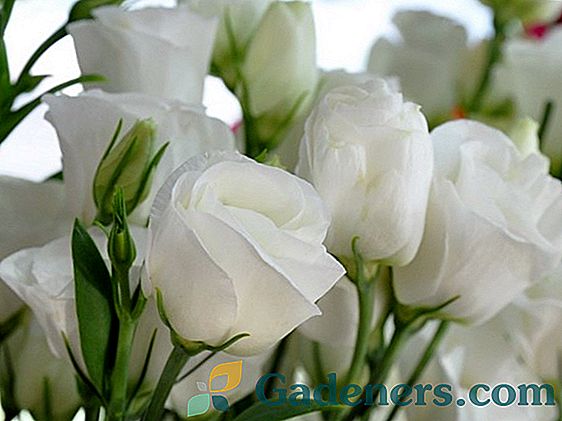 Olandijos rožės: būdingos ir geriausios rūšys