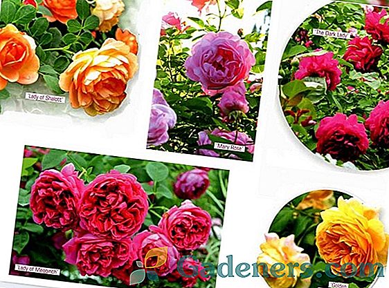 Английски рози Остин - царски пъпки в облак от аромати