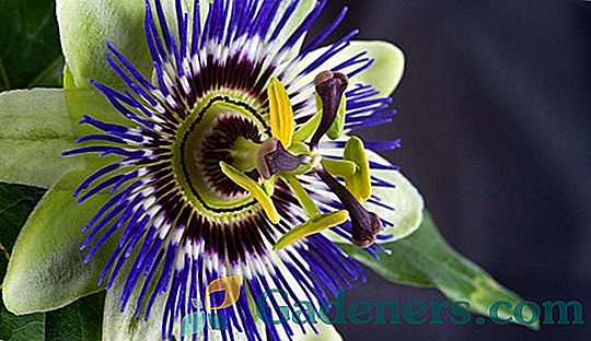 Egzotinė passionflower jūsų namuose: kaip augti ir derėti su kitais augalais