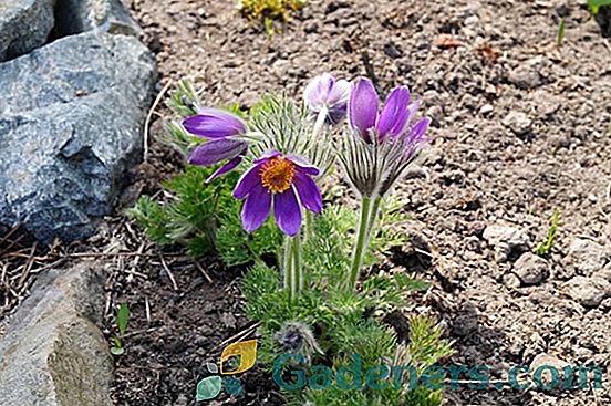 Ziedu lumbago: plīša maigums dārza gabalā