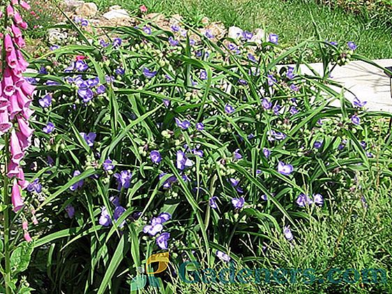 Garden Tradescantia: характеристики на сортовете, правила за засаждане и грижи