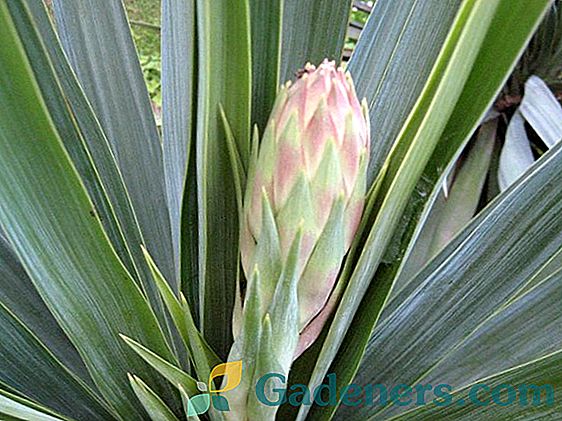 Garden yucca: značilnosti vrst, pravila za sajenje in oskrbo