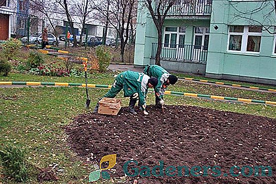 Gladiolus v Uralu: výběr odrůd a rysů zemědělské techniky