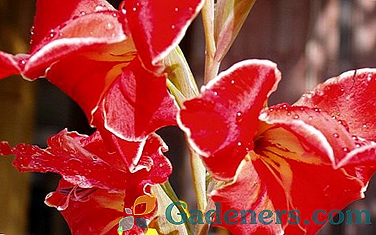 Gladiolus Princess Margret Rose (Princess Margret Rose): pravila kombinacije z drugimi sortami