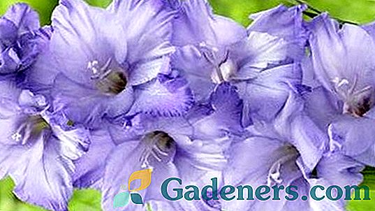 Gladiolus vrste 