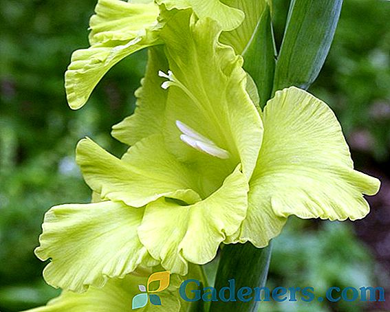 Gladiolus veislės Arabian Knight: kultivavimo ir priežiūros taisyklės