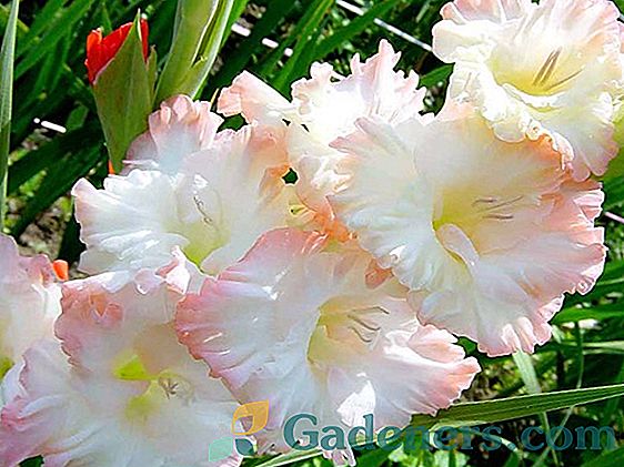 Gladiolas šķirnes krievu skaistums un citas šķirnes