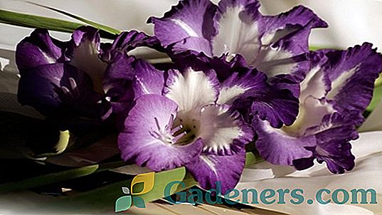 Gladiolus odrůdy Violetta a jiné odrůdy
