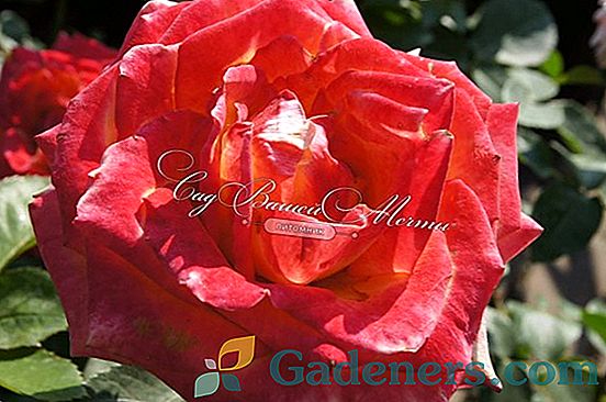 Žalioji rožė: geriausios veislės ir derliaus taisyklės su kitais sodo dekoro augalais