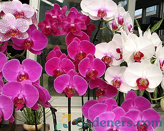 Raste orhideje samostalno