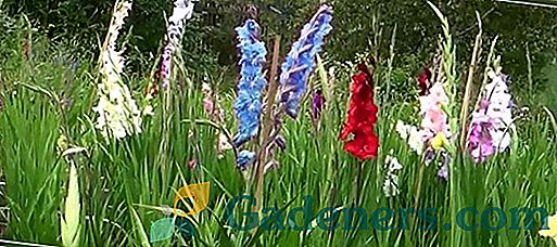 Отглеждане на черни Gladiolus и други сортове цветя