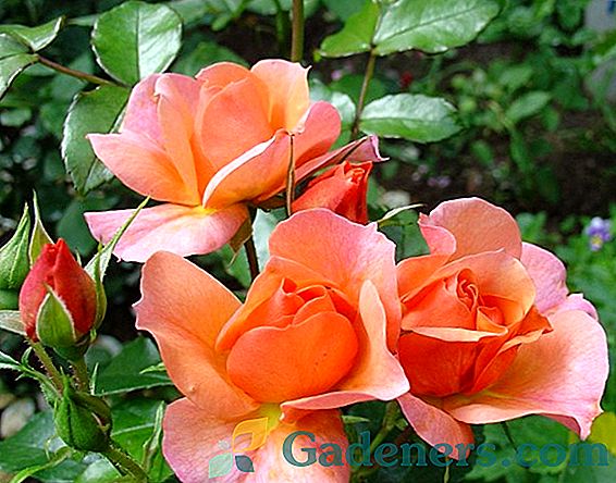 Floribundo rožės auginimas, sodinimas ir priežiūra