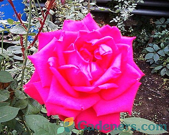 Pestovanie hybridných ruží na záhrade