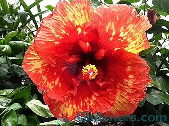 Hibiscus: kultivavimas, mirties rūšis ir gėlė