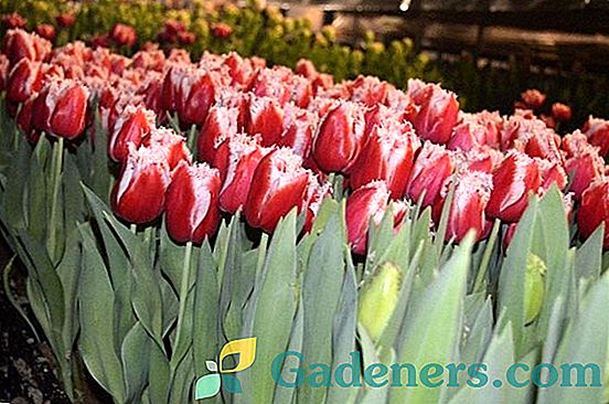 Ako sa domáhajú tulipány?
