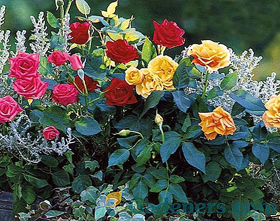 Як доглядати за трояндами: практичні рекомендації