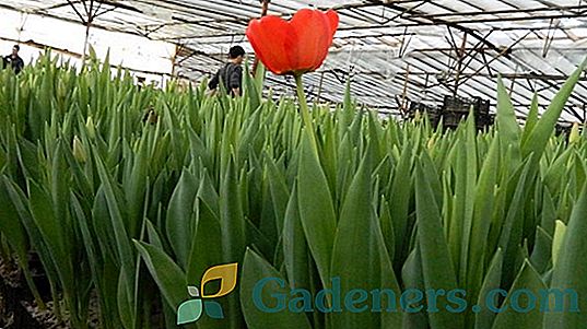 Jak růst tulipánů ve skleníku do 8. března: podmínky nutí