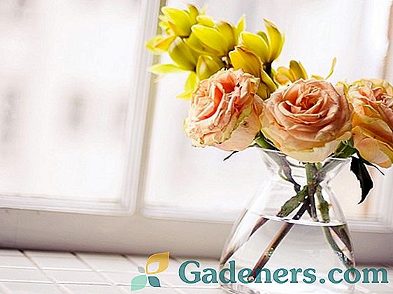 Как да запазим рязаните рози във ваза колкото е възможно по-дълго: по-добри начини