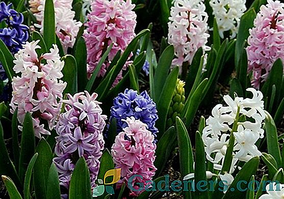 Hyacinth: как да отглеждате дъждовен цвят на вашия сайт
