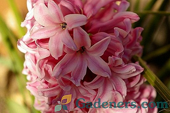 Hyacinty: výsadba a péče v otevřeném terénu