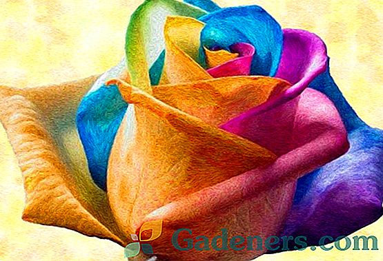 Iridescent Rose: ako dať nezvyčajnej farbe kráľovnej záhrady
