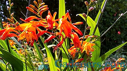 Japonski gladiolus (montbretia): značilnost, značilnosti sajenja in nege
