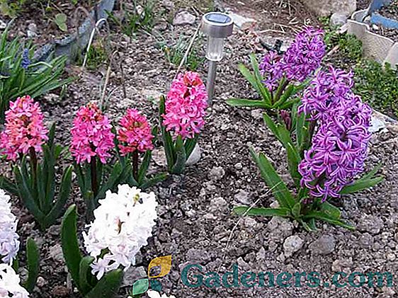 Otzvel hyacinth - какво да правим с крушката