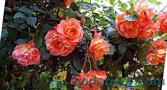 Парк рози в ландшафтен дизайн: най-красивите сортове, правилата за засаждане и грижи