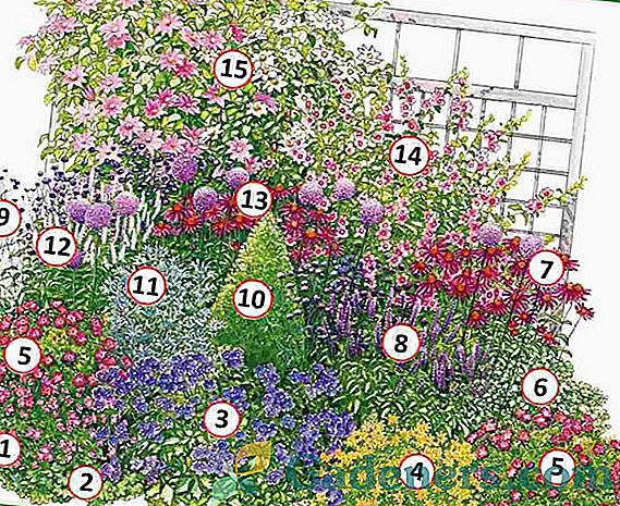 Вишегодишње цвијеће цвијеће цијело љето: избор разноликости и могућности стварања композиција
