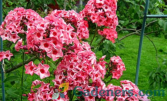 Phlox Drummond: jasné květy, které vyzdobí každé místo od jara do podzimu