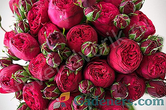 Ruže v tvare pionu: základné odrody, rastúce pravidlá a prípady použitia v krajinnom dizajne