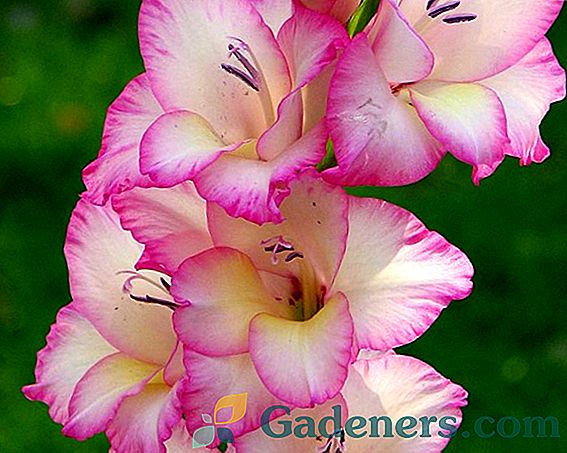 Výsadba a pestovanie gladiolus plumtart