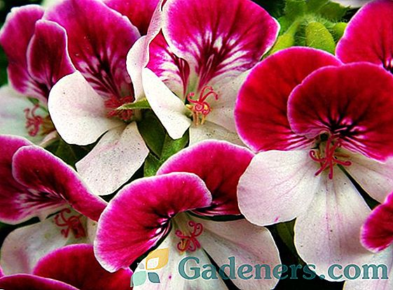 Stādīšanas dārza geraniums: sugu un daudzgadīgo šķirņu, agrotehnikas un aprūpes