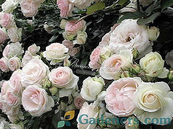 Червоні троянди: вибір сорту і варіанти використання в декорі саду