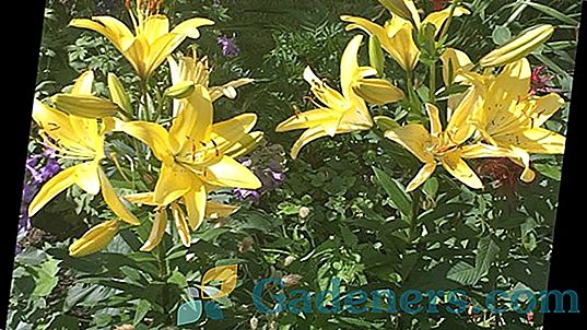 Regālveida tubulārā lilija: audzēšana, labākās šķirnes un oriģināli dārza kompozīcijas ar to