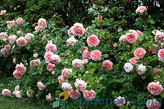 Róża Abraham Derby: pełna wdzięku i pachnąca