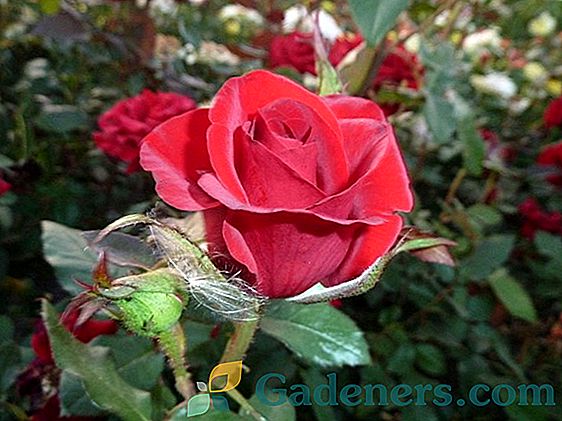 Rose Black magija: značilnost priljubljene sorte